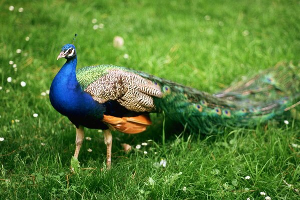 A male peacock walks through a park in India