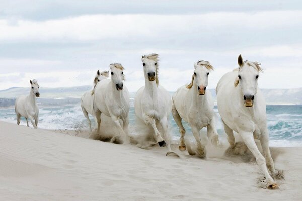 Eine Herde von Pferden rast durch den weißen Sand am Meer