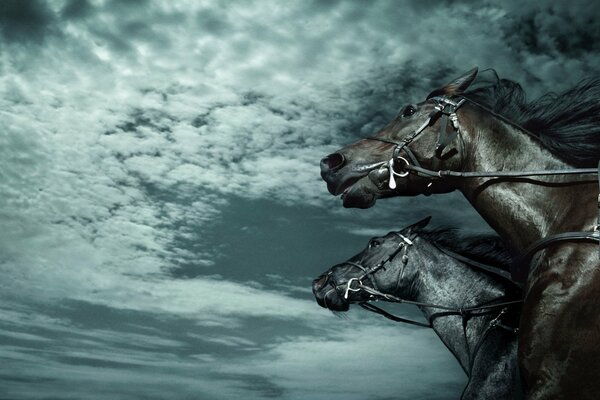 Dos caballos negros en un arnés