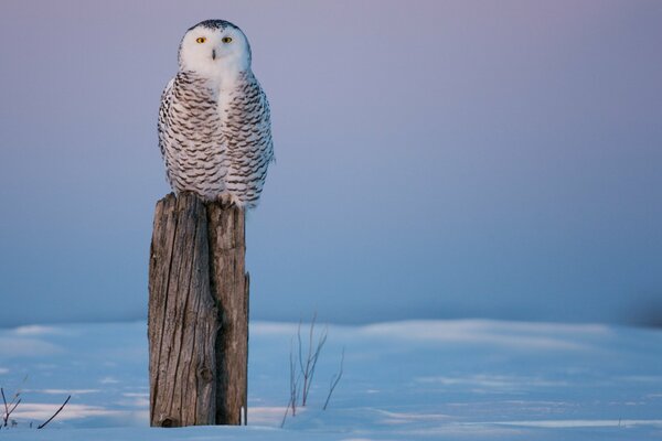 Hibou sur le chanvre enneigé en hiver