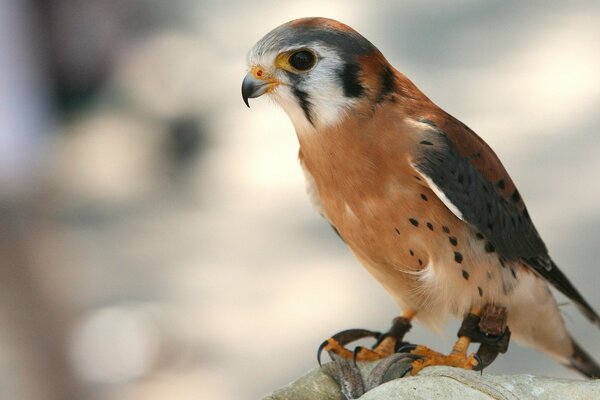 Photo of a small predator. Bird hunter photo on a branch. Photo of a bird in the foreground