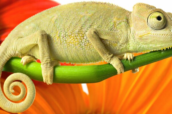 Chamelion auf einem Zweig vor einem Hintergrund von hellen Blumen