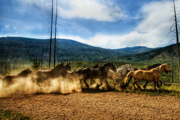 Una manada de caballos corriendo por el campo