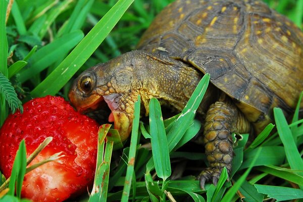 Tortue mâche des fraises parmi l herbe verte