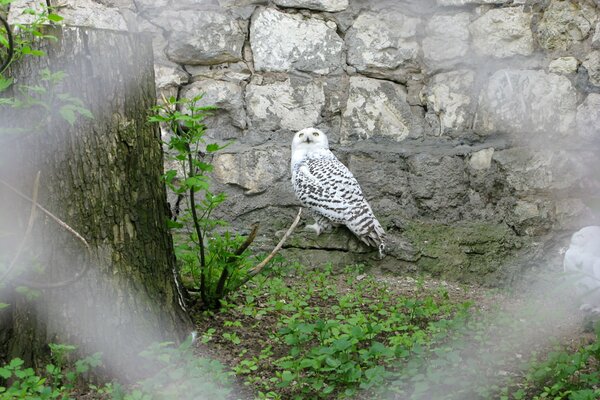 Gufo di uccello allo zoo