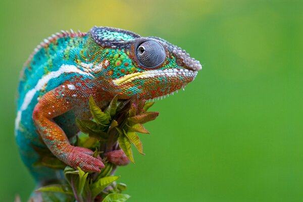 A chameleon with beautiful scales sits on a branch