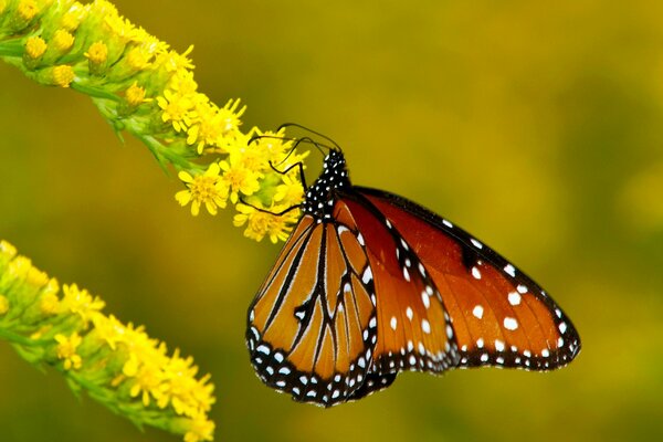 A butterfly on a branch of a yellow flower