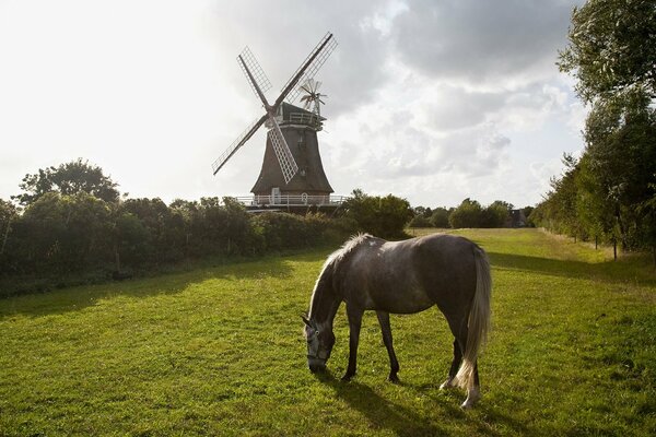 Pferd auf dem Hintergrund der ländlichen Landschaft