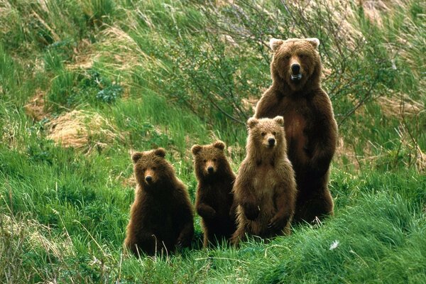 Die Bärenfamilie geht auf dem grünen Rasen spazieren