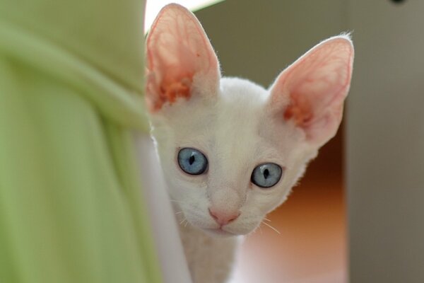 A white cat with big blue eyes