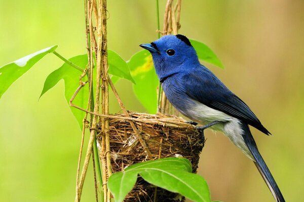 Kleiner blauer Vogel viet ein Nest