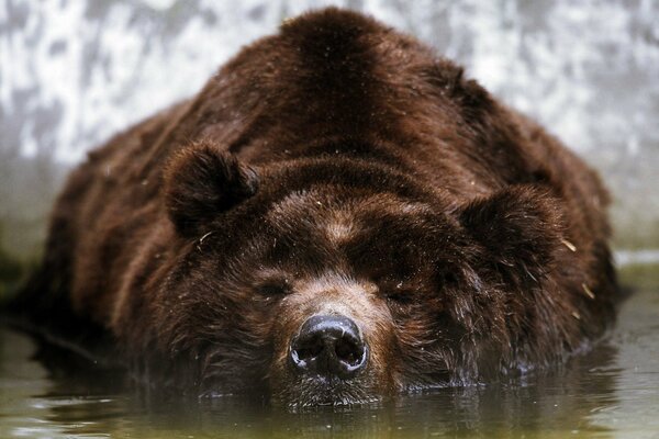 A brown bear lying on the surface of the water