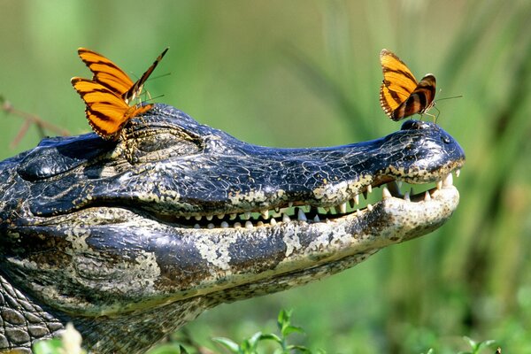 Ein Krokodil mit geschlossenen Augen, auf dem Schmetterlinge sitzen