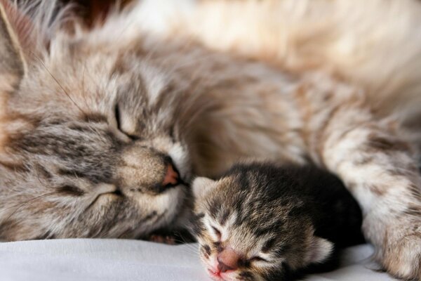 Cute animals, kitten and cat