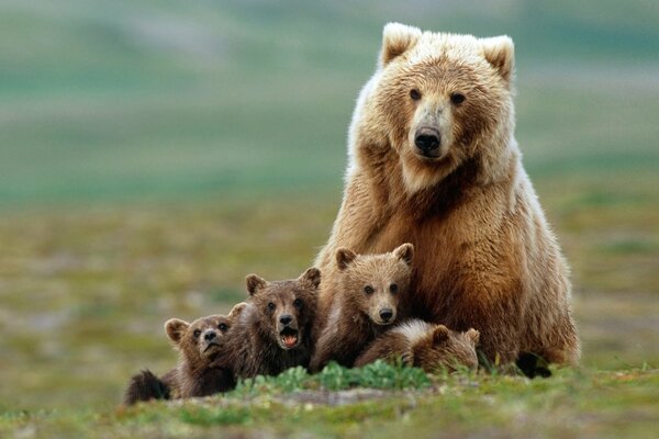 A family of bears in a clearing. The bear and the cubs