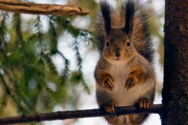 Ein flauschiges Eichhörnchen sitzt auf einem Zweig