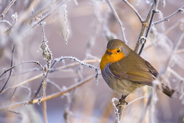 Vogel auf einem mit Frost verschneiten Ast