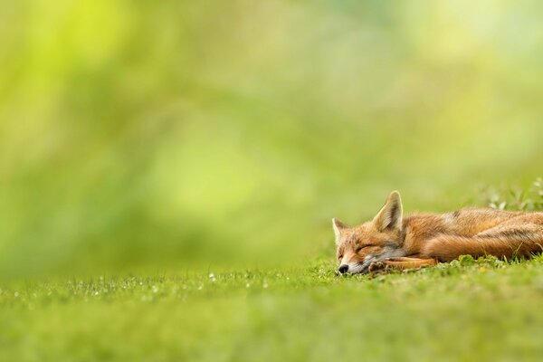 Pelirroja Vixen durmiendo en la hierba verde