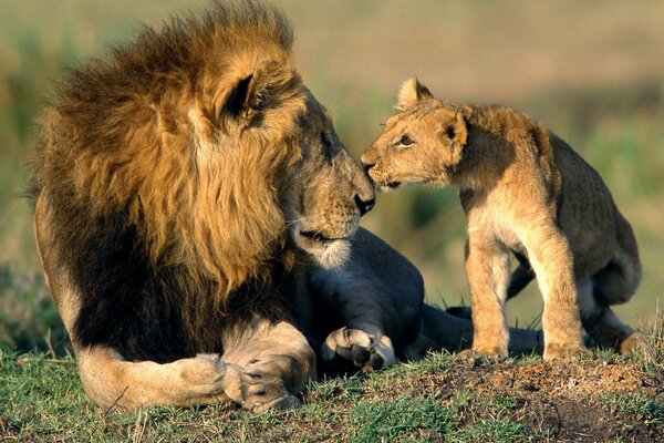 Le père de Lion et le fils de lionceau se touchent le nez, échangeant des signes d attention