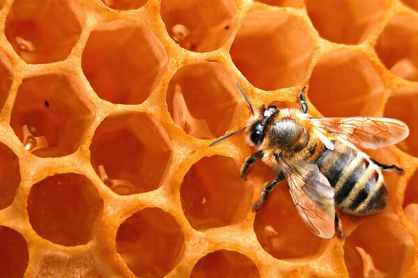 En el fondo de los panales de abejas se sienta una abeja