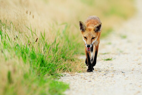 Rothaarige Fuchs in freier Wildbahn