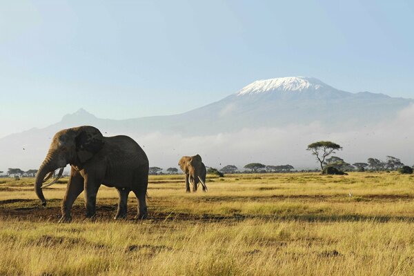 Éléphants en Afrique sur fond de montagnes