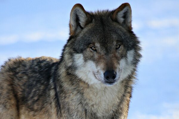 Lupo con uno sguardo penetrante sulla neve