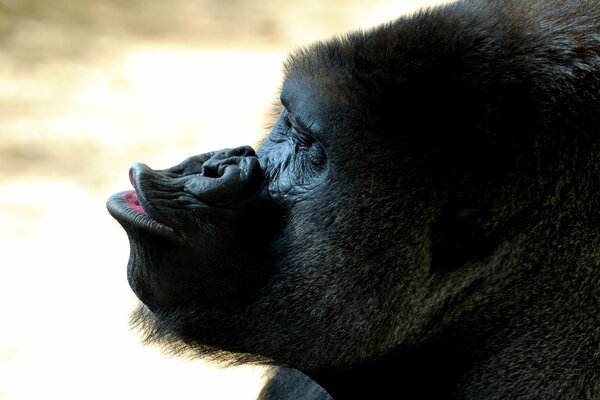 Der Gorilla sendet einen Luftkuss