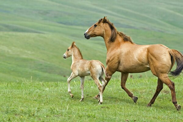 Potro y caballo corriendo por la hierba mirando hacia adelante