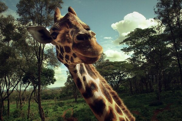 Funny giraffe selfie