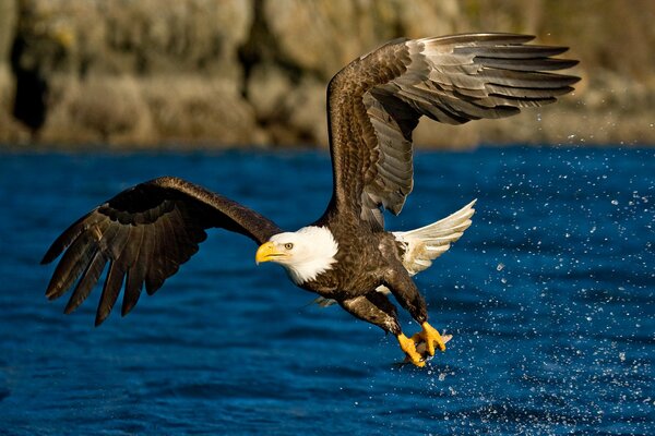 Fliegender Adler auf Wasserhintergrund