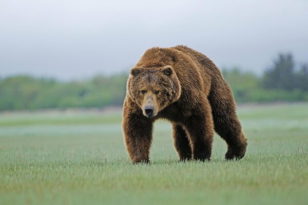 A brown bear walks on the grass