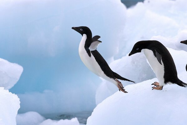 Flying penguins on a background of snow