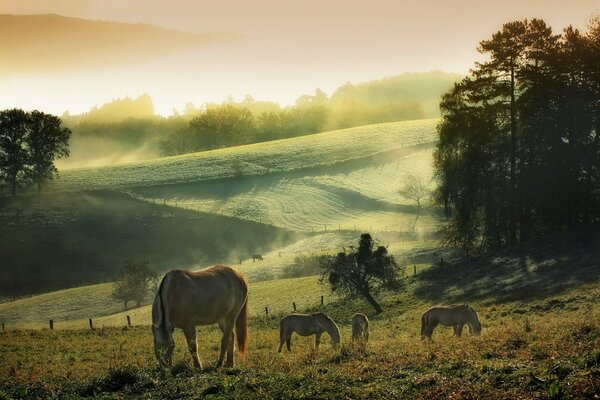 Horses in a meadow with a haze