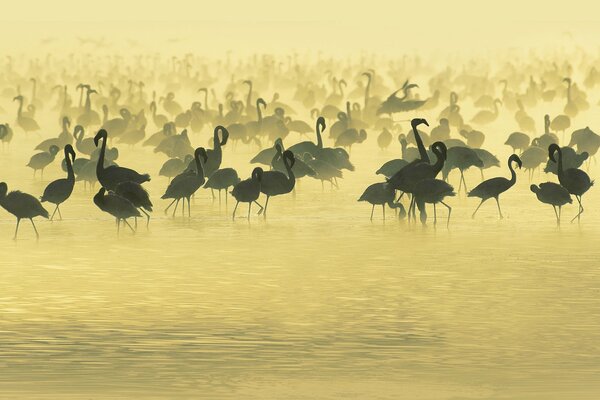 To the south of Africa. Flamingos at the watering hole