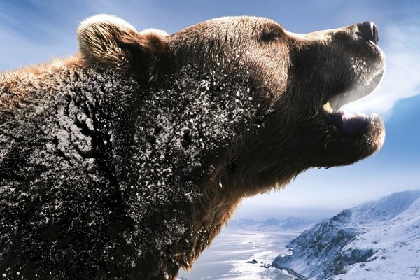 Rugissement d un ours sur fond de rivière enneigée