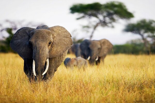 In nature, elephants live in the savannah