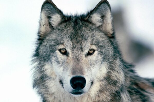 Grauer Wolf mit intelligenten Augen