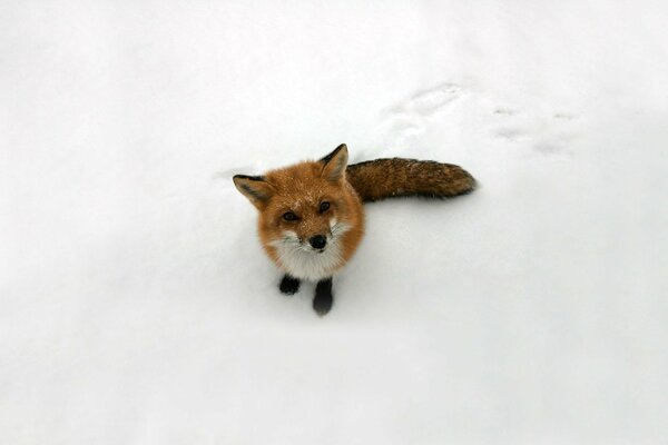 Netter Fuchs mit rührendem Blick