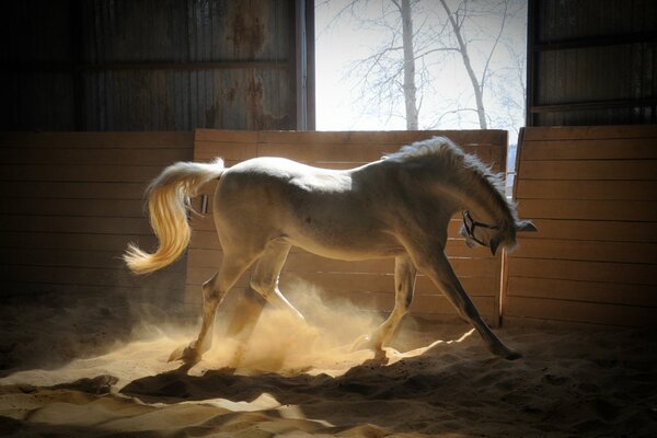 Caballo blanco en el corral, iluminado por los rayos del sol