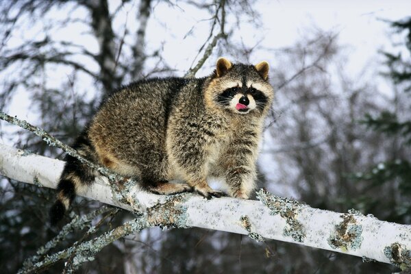 Hooligan raccoon in the winter forest