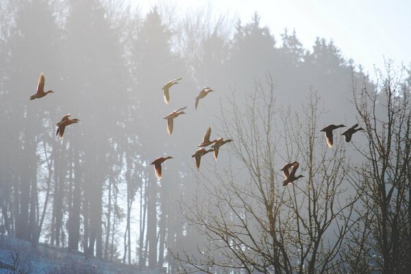 Birds fly away on a foggy morning