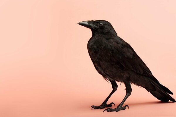 A crow on a rosy background