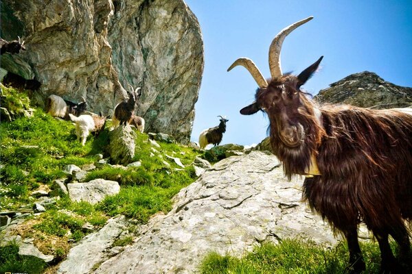 Chèvres de montagne sur les chemins rocheux au milieu de la verdure