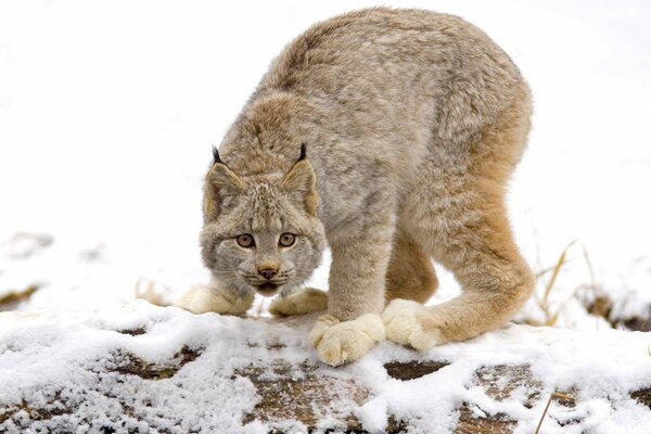 Lince in una radura innevata