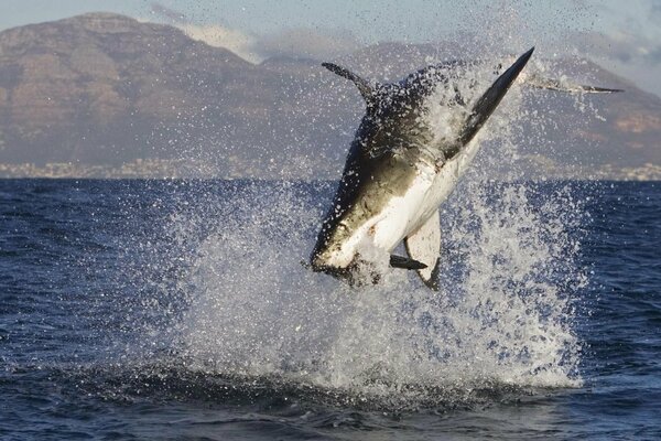 Photo sculpteur dans la mer. Requin saute hors de l eau dans l océan