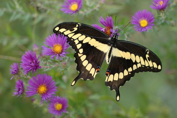 Beau papillon et fleurs violettes