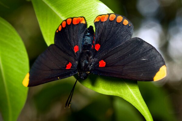 Gran mariposa entre el follaje