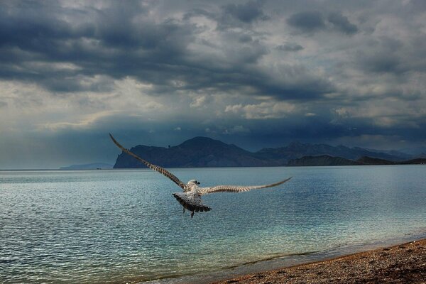 Gaviota en la playa del mar negro