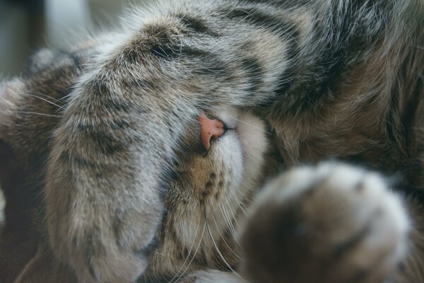 Il gatto ha chiuso il muso con la zampa e non guarda